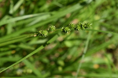 Carex sparganioides