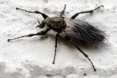 Bibio albipennis