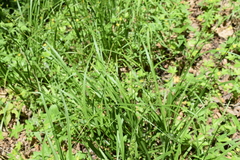 Carex sparganioides