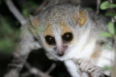 Microcebus griseorufus
