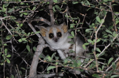 Microcebus griseorufus