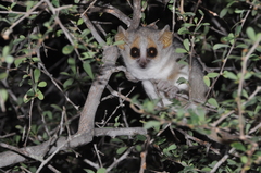 Microcebus griseorufus