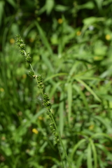 Carex sparganioides