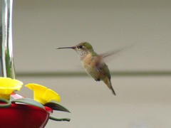 Selasphorus calliope