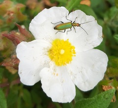 Chrysanthia reitteri