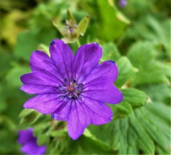 Geranium pyrenaicum