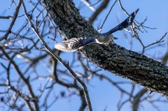 Melanerpes carolinus