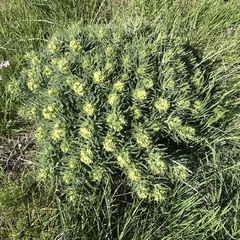 Lithospermum ruderale