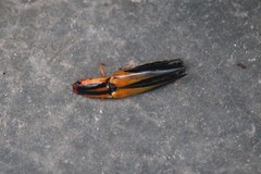Semiotus