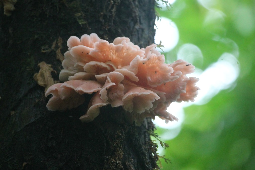 Pleurotus djamor roseus