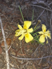Moraea tricolor