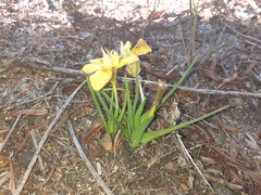 Moraea tricolor