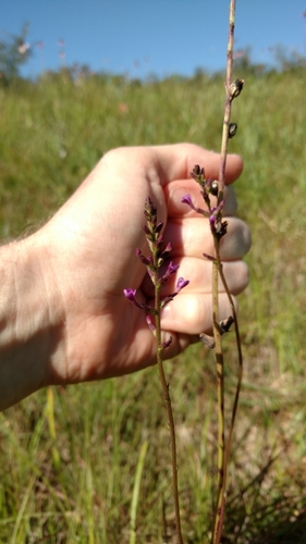 Buchnera floridana (Buchnera floridana)