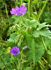 Geranium pyrenaicum