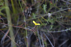 Osteospermum ciliatum