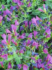 Echium rosulatum