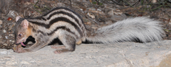 Broad-Striped Malagasy Mongoose photo 2