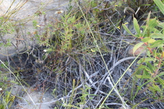 Osteospermum ciliatum