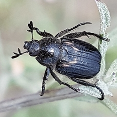 Anisoplia