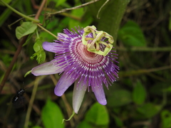 Passiflora sprucei