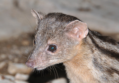 Broad-Striped Malagasy Mongoose photo 4