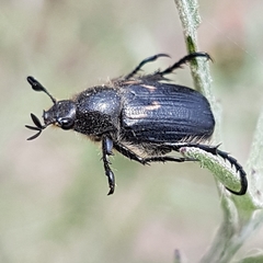 Anisoplia