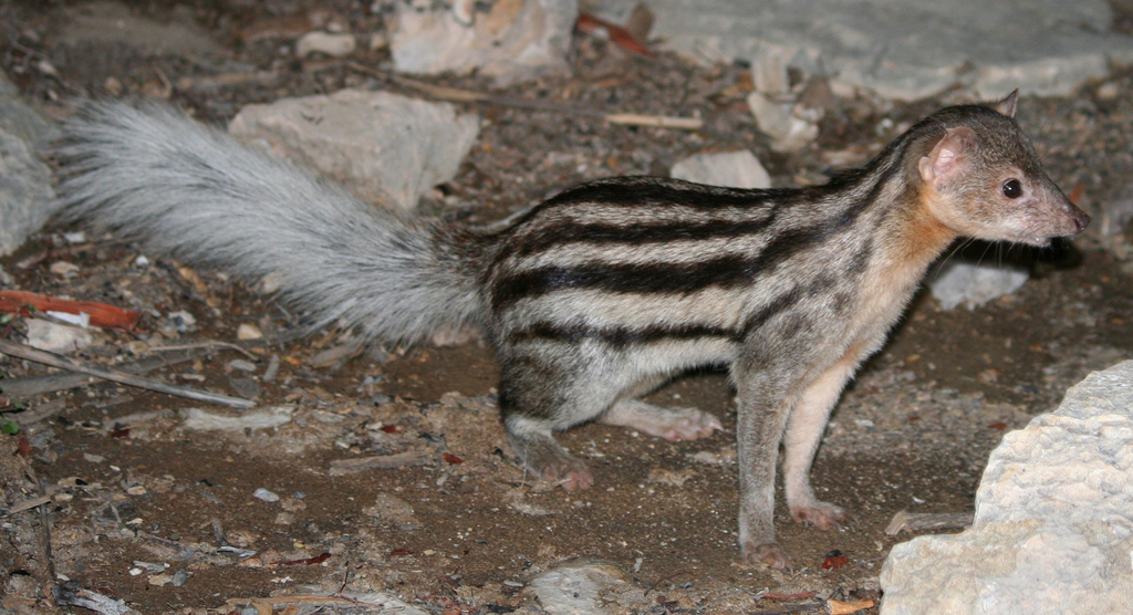 Broad-Striped Malagasy Mongoose