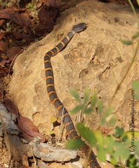 Hemerophis socotrae