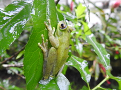 Boana pellucens