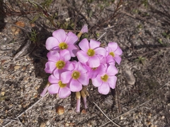 Oxalis monophylla monophylla