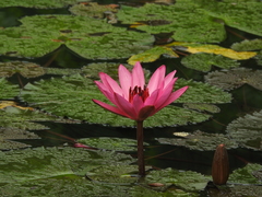 Nymphaea rubra
