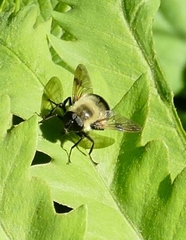 Volucella