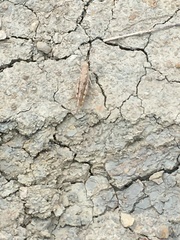 Trimerotropis maritima