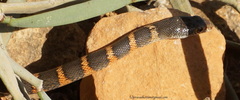 Hemerophis socotrae