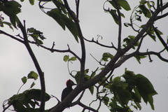 Melanerpes aurifrons