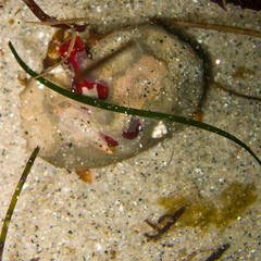 Cryptolithodes sitchensis