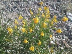 Tecoma stans angustata