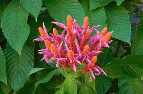 Aphelandra sinclairiana