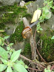 Campylaea illyrica