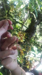 Oncidium pentadactylon