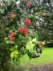 Metrosideros collina