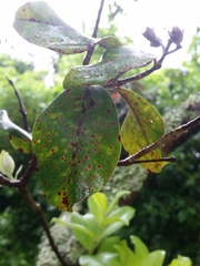 Metrosideros collina