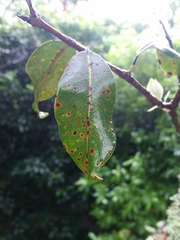 Metrosideros collina