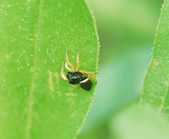 Heliophanus ussuricus