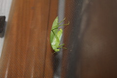 Chloroscirtus forcipatus