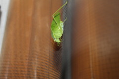 Chloroscirtus forcipatus