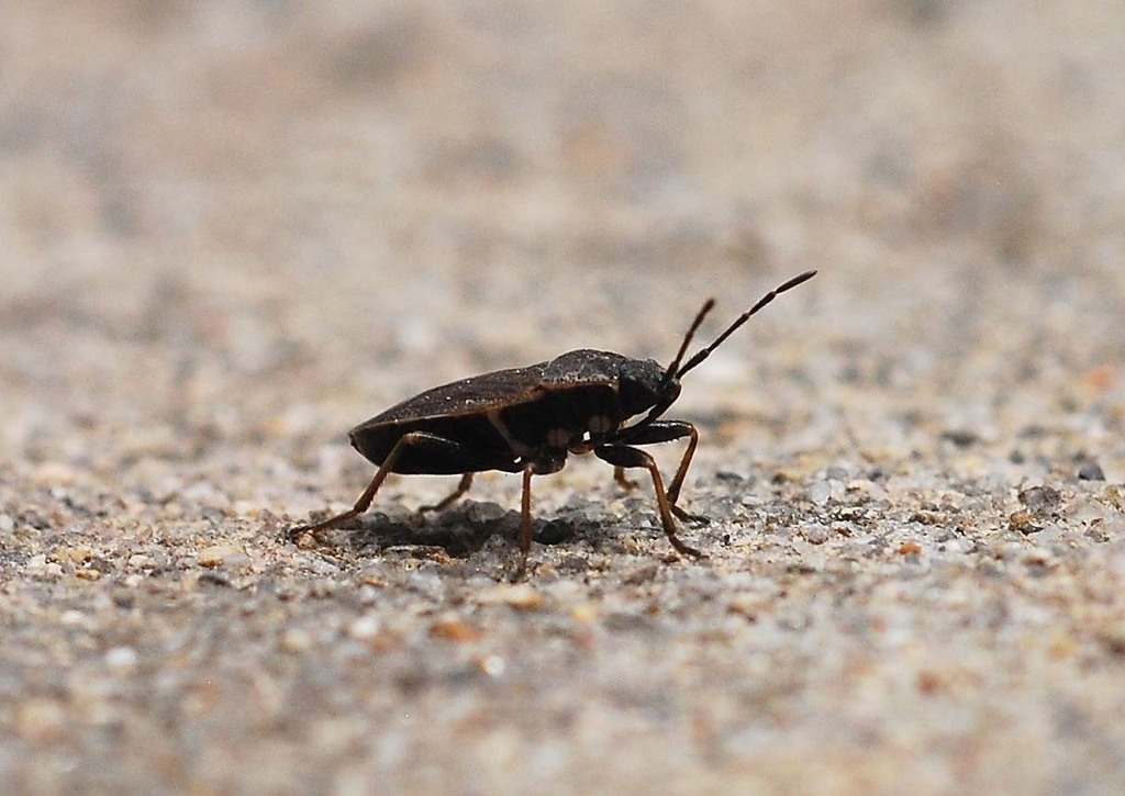 Pyrrhocoris sibiricus