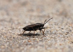 Pyrrhocoris sibiricus