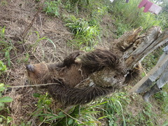 Choloepus didactylus