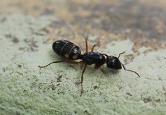Camponotus quadrinotatus